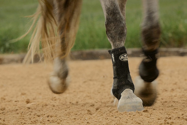Horse Arena Builders | Equestrian Arena Construction